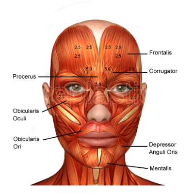 Diagram of face muscles, showing labels for various muscles such as the frontalis, orbicularis oculi, zygomaticus major, and masseter.